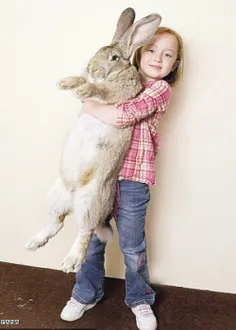 بزرگترین خرگوش دنیا به طول 1/50