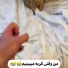 مود گربهه: این خره دیگه کیه 😂