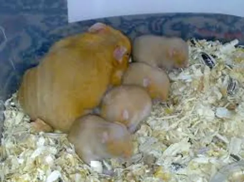 همستر و بچه هاش