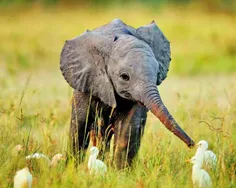 فیل های نوزاد خرطوم خود را می مکند ، مثل یک نوزاد انسان ک