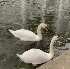 _میدرخشم بدون جواهرات🦢🌞