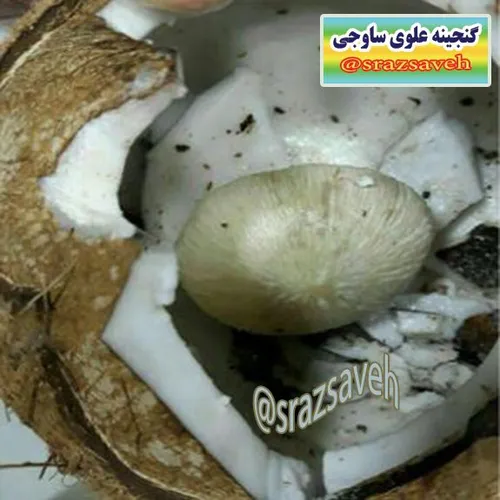 قارچ سمی که داخل نارگیل رشد کرده بود، ۴ نفر را مسموم و را