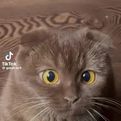 waw🥺🐈