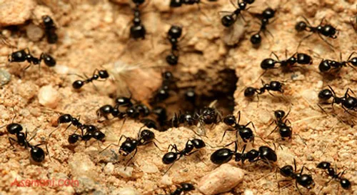 در آفرینش مورچه دقت کنید در اعضایی که برای این حیوان به م