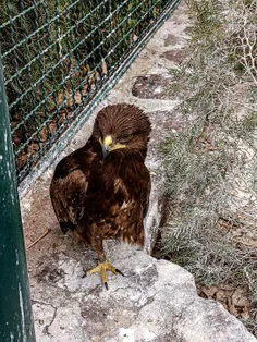 عقابی 🦅 که تو قفسه دیگه پرواز نمیکنه چون بالاش خسته است.