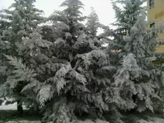 نمایی از برف های یخ زده روی درختان دانشگاه .