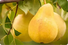 Pear