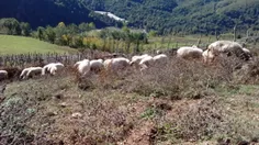 نقض قوانین منجر ب مسدود شدن حساب کاربری شما شد !
