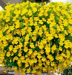 این گلای زردم تقدیم به آبجی جانو گل 