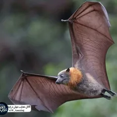 خفاش‌ها می‌توانند بیش از ۳۰ سال زندگی کنند و بیشینه سرعت 