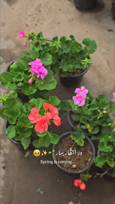 اصلا به اینجای اسفند که می‌رسد، باید بزنی سر شانه خودت، ک