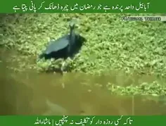 *🔴 أبابیل* تنها پرنده‌ای که در ماه رمضان موقع خوردن آب صو