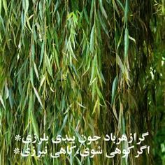 گر از هرباد چون بیدی بلرزی*