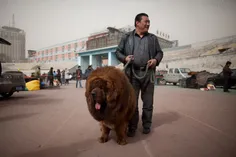 سگ تبت