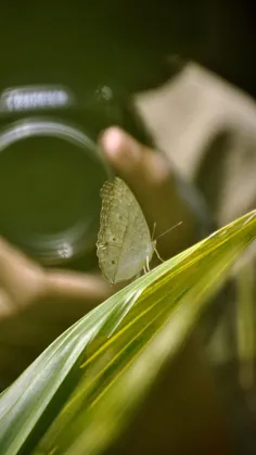 ما را نگاهی از تو تمامست ... اگر کنی ...