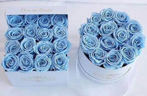 flower rose blue