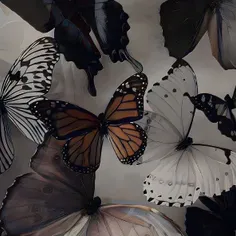 پروانه ی زیبای سیاه و سفید🖤🤍