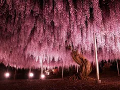 این درخت گل ۱۴۴ ساله، بزرگ‌ترین درخت گل در این نوع در ژاپ
