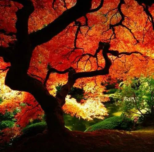 درخت زیبا قرمز