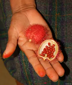 آکیوت، میوه درخت آناتو: Achiote