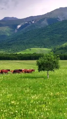 ♨️🌱کمی صدای طبیعت... 