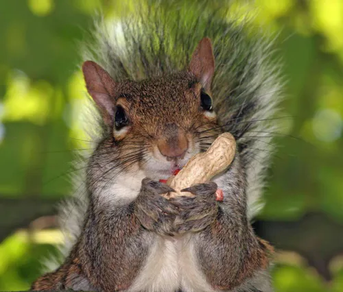 اون چیه تو دستت سنجاب کوچولو?