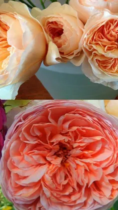 گرانترین گل جهان گل "رز ژولیت" نام دارد که برای به عمل آم