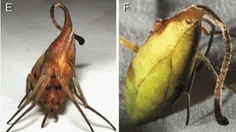 نوع جدید عنکبوت شبیه به برگ در جنگل‌های بارانی در چین کشف