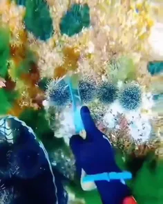 توتیای دریایی