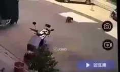 گربه بی‌شرفی که سعی در اخاذی از راننده رو داشت !
