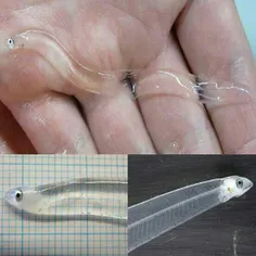 مار ماهی شیشه ای که در عمق بیش از 100 متر زندگی می کند و 