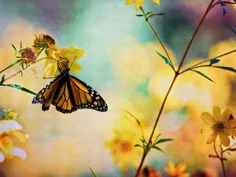 نقش پروانه در طبیعت