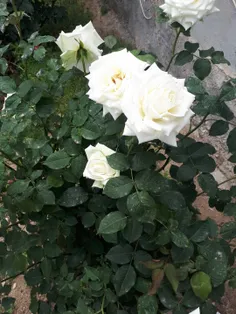 سلام  وادب خدمت دوستای گل ویسگونم  مدتی نبودم برام کسالتی