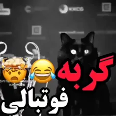 گربه فوتبالی