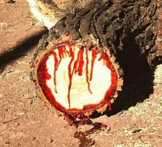 درختان خون آلود (1)
