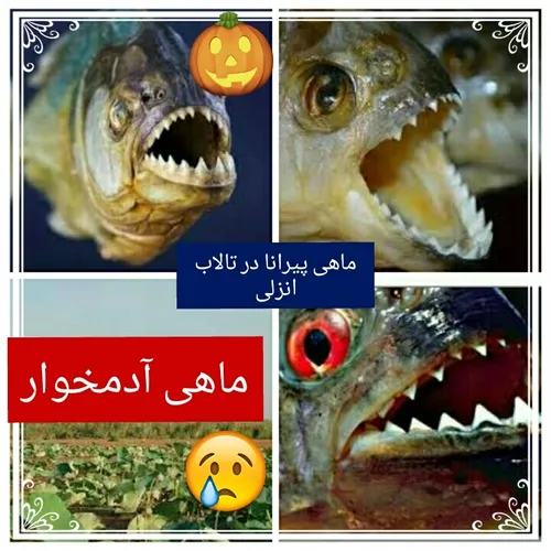 سوغاتی که جهان گردان آوردند