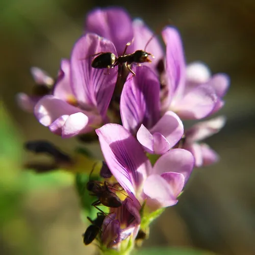 dailytehran flowers ant instabug instaflower insbug micro