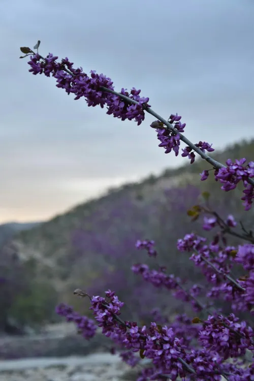 ارغوان، شاخه ی هم خون جدا مانده ی من