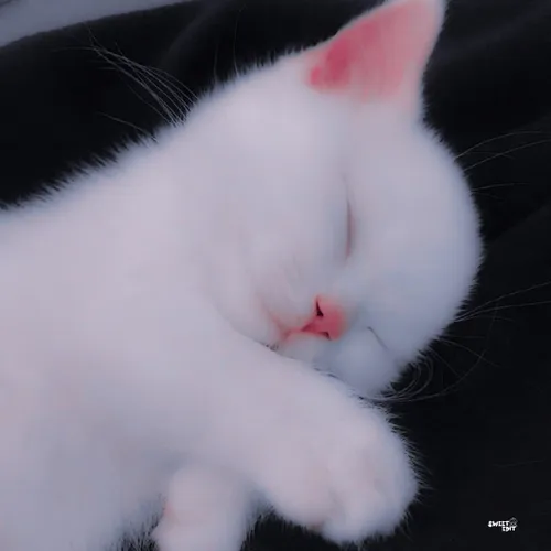 i like to sleep like this cat so dont know about the world