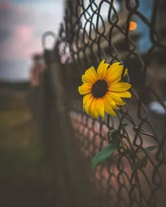 آدم در روز کلی کلمه می‌شنود...