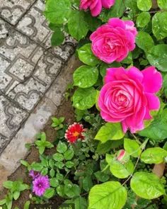 قلبم از کار که افتاد