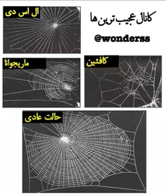 ناسا برای اینکه تاثیرات مواد را بررسی کند. آزمایشی ترتیب 