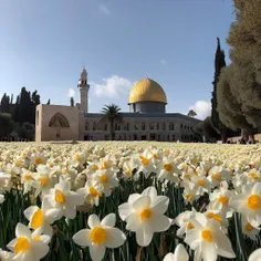 🤲🤲🌷🌷🌷