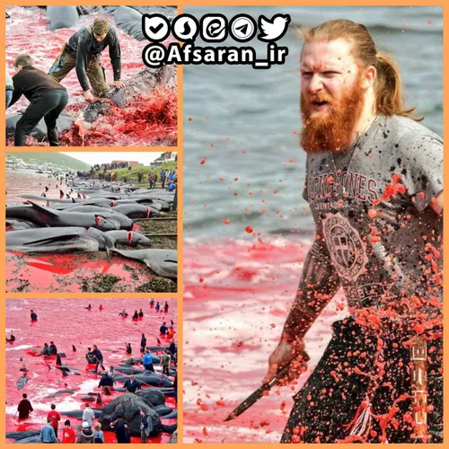 ⭕ ️مراسم قتل عام نهنگ ها و دلفین ها توسط ماهیگیران در جزا