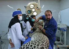 عمل جراحی دندان یک ببر در بیمارستان دامپزشکی دانشگاه تهرا