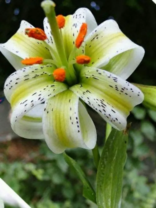 نادرترین گل دنیا در ایران!