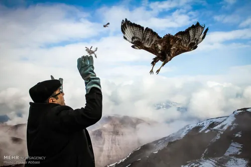 آزاد کردن پرندگان وحشی در ارتفاعات تبریز