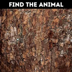 💡  در تصویر بالا حیوانی مخفی شده است که تنها 10% از افراد