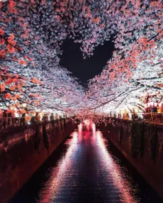 طرح حیرت‌انگیز شکوفه‌های#گیلاس در کشور ژاپن