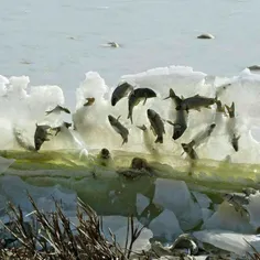 شکل جالب ماهی های یخ زده ، داکوتای جنوبی